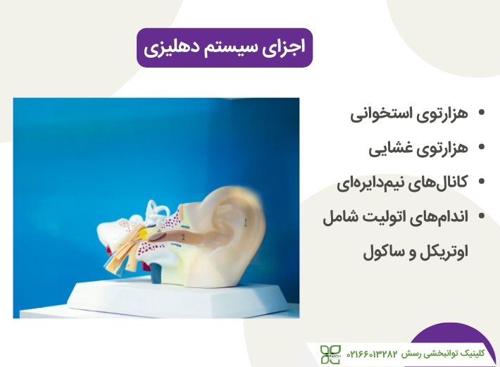 اجزای سیستم وستیبولار