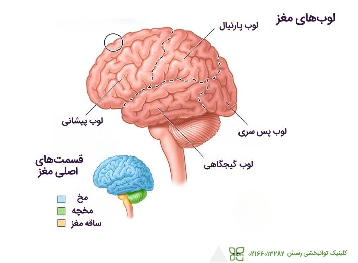 آناتومی مغز