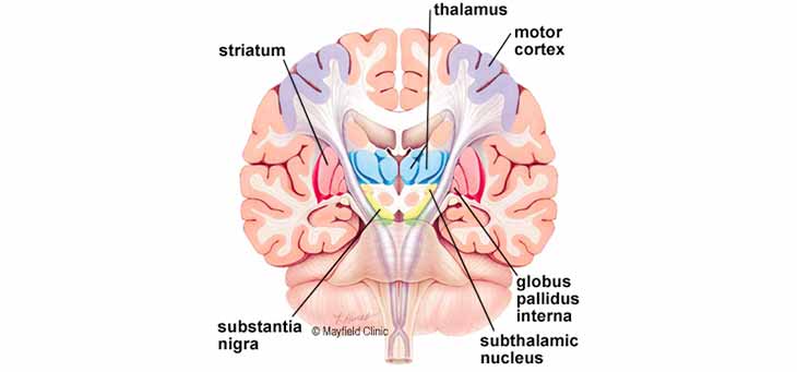 قسمت های مختلف مغز