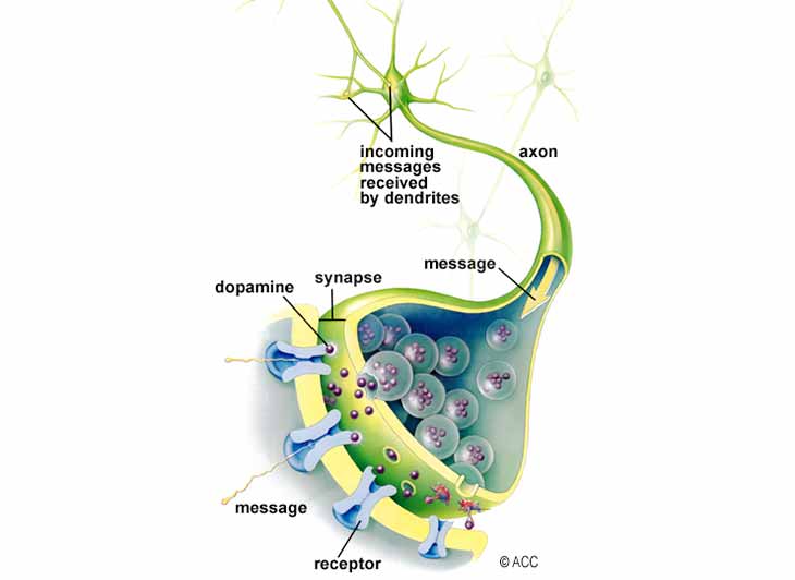 ارتباط نورون ها