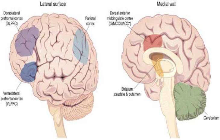 تفاوت های مغزی در افراد بیش فعال و افراد سالم